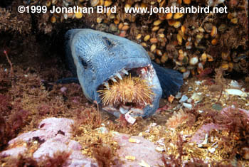 Atlantic Wolf Fish [Anarhichas lupus]